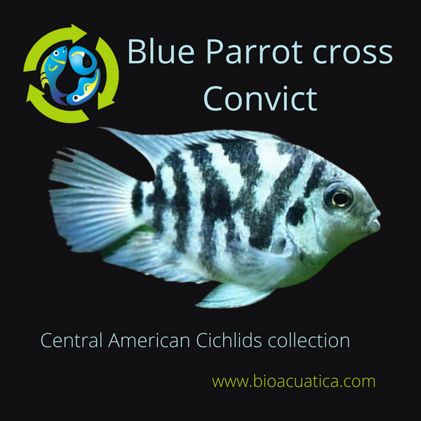 CUTE BLUE PARROT CROSS CONVICT CICHLID 1 TO 1.5 INCHES