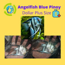 BEAUTIFUL PINOY BLUE ZEBRA ANGELFISH DOLLAR PLUS BODY SIZE