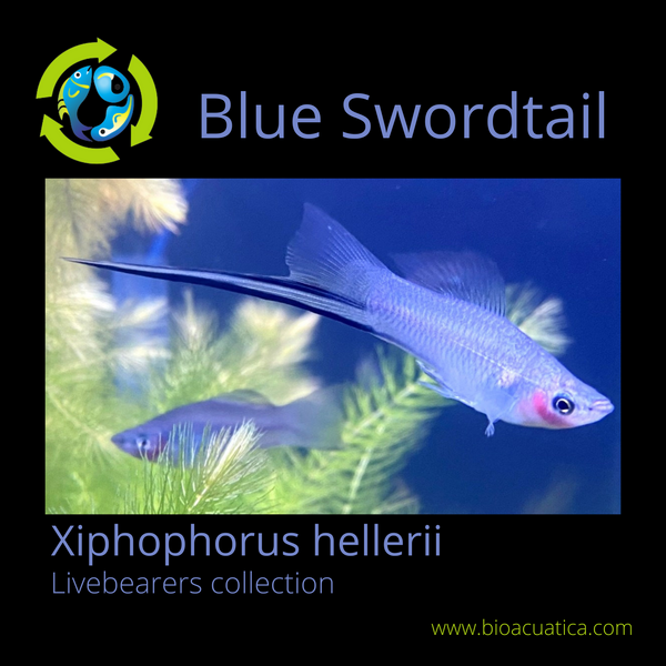 3 BEAUTIFUL SKY BLUE SWORDTAIL 1 MALE 2 FEMALE (Xiphophorus hellerii)