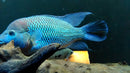 The paramount Umbee Cichlid 2" (Kronoheros Umbriferus)