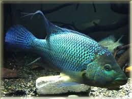The paramount Blue Umbee Cichlid  ( Kronoheros umbriferus ) 2"