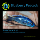 GREAT BLUEBERRY PEACOCK 4 INCHES UNSEXED (Aulonocara sp)