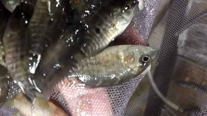 The paramount Umbee Cichlid 2" (Kronoheros Umbriferus)