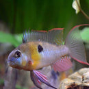 BOLIVIAN RAM DWARF CICHLID 1.5 TO 2 INCHES UNSEXED