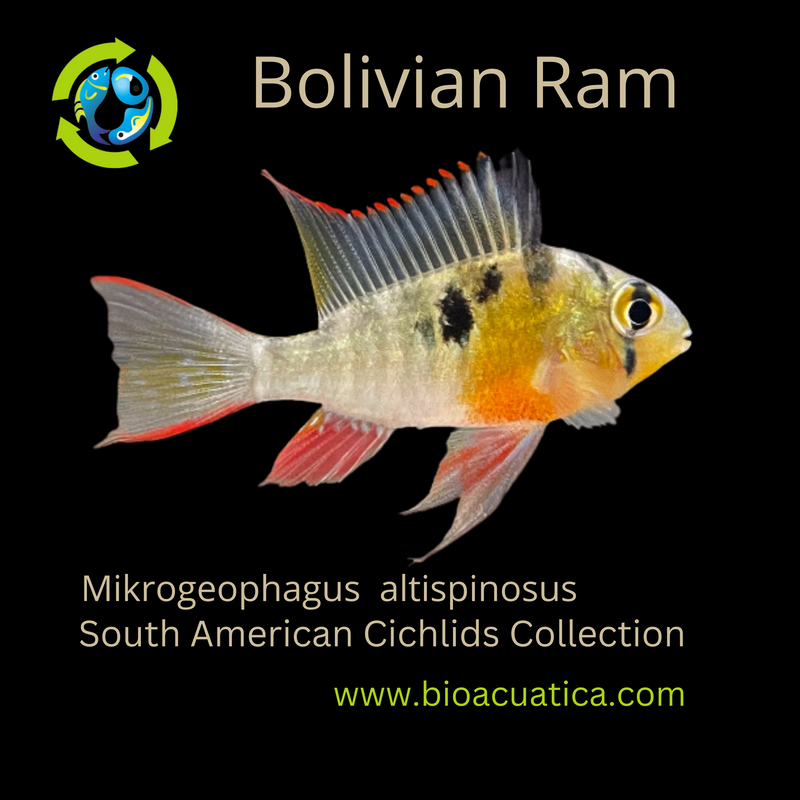 BOLIVIAN RAM DWARF CICHLID 1.5 TO 2 INCHES UNSEXED