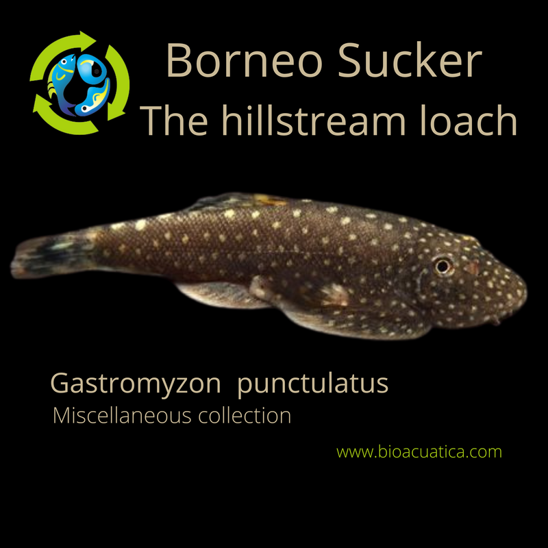BEAUTIFUL BORNEO SUCKER "THE HILLSTREAM LOACH" REG (Gastromyzon punctulatus))