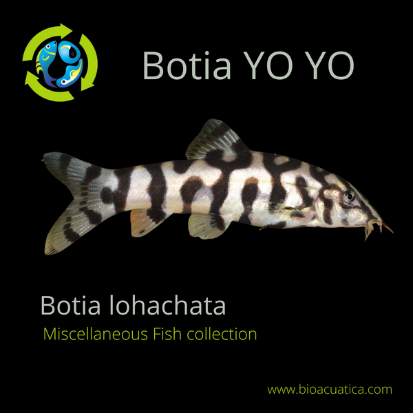 BEAUTIFUL BOTIA YO YO 1 TO 1.5" (Botia lohachata)