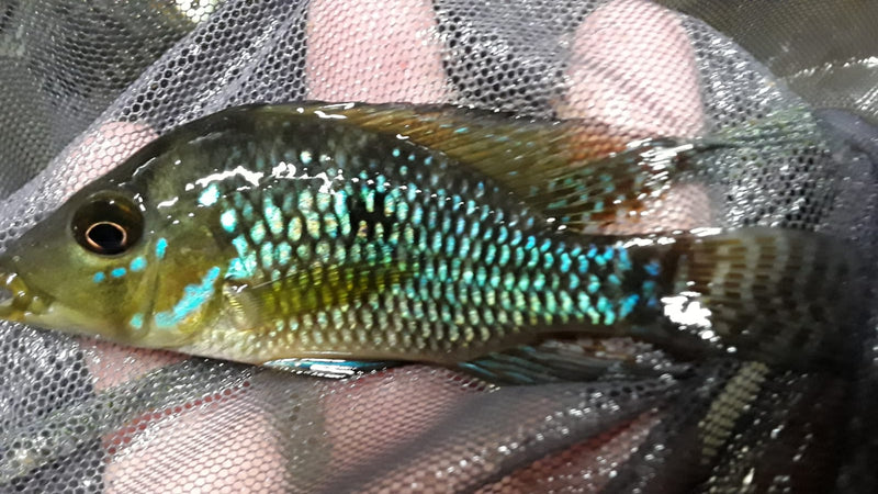 GEOPHAGUS BRASILIENSIS CICHLID 3"