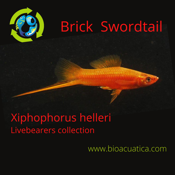 3 BEAUTIFUL BRICK SWORDTAIL 1 MALE 2 FEMALE (Xiphophorus hellerii)