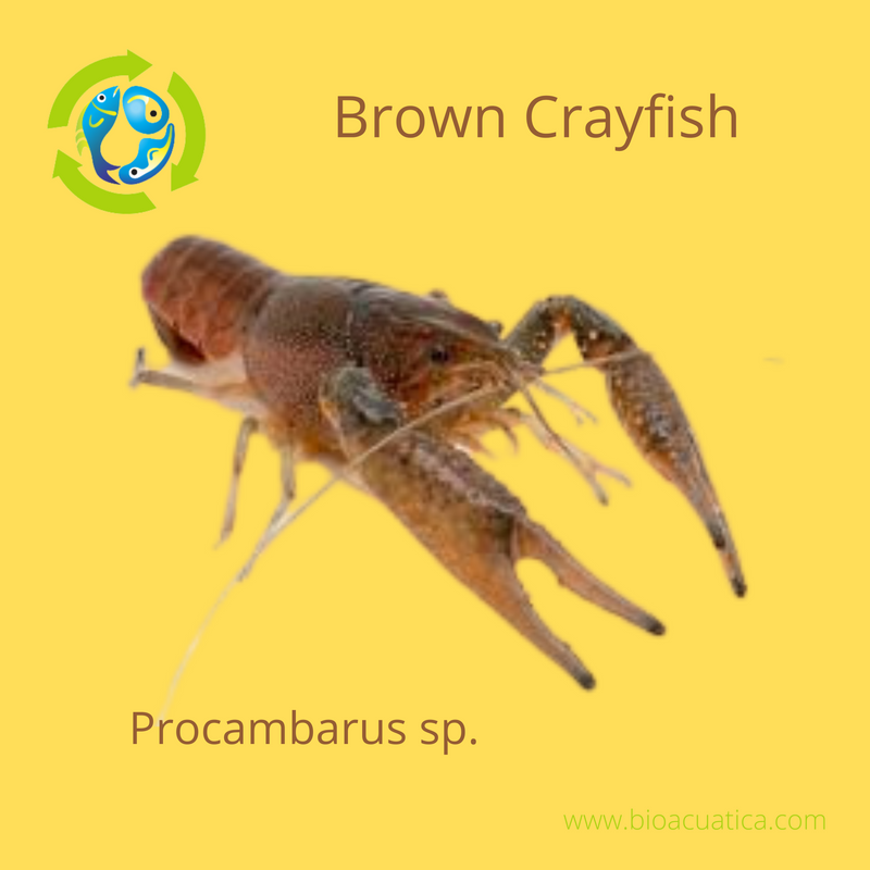 BEAUTIFUL BROWN CRAYFISH 2.5 TO 3 INCHES UNSEXED FREE SHIPPING