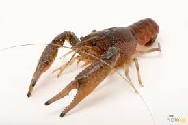 BEAUTIFUL BROWN CRAYFISH 2.5 TO 3 INCHES UNSEXED FREE SHIPPING