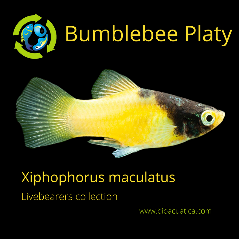 5 BEAUTIFUL BUMBLEBEE PLATY LIVEBEARER UNSEXED (Xiphophorus maculatus)