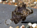 CUTE INDIAN BUTTERFLY GOBY 1 TO 1.5 INCH