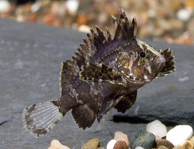 CUTE INDIAN BUTTERFLY GOBY 1 TO 1.5 INCH