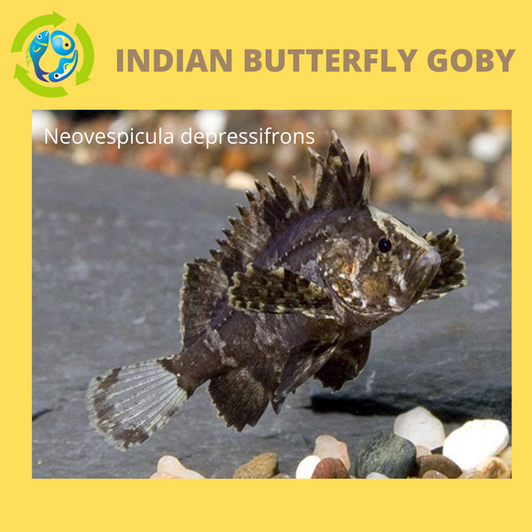 CUTE INDIAN BUTTERFLY GOBY 1 TO 1.5 INCH