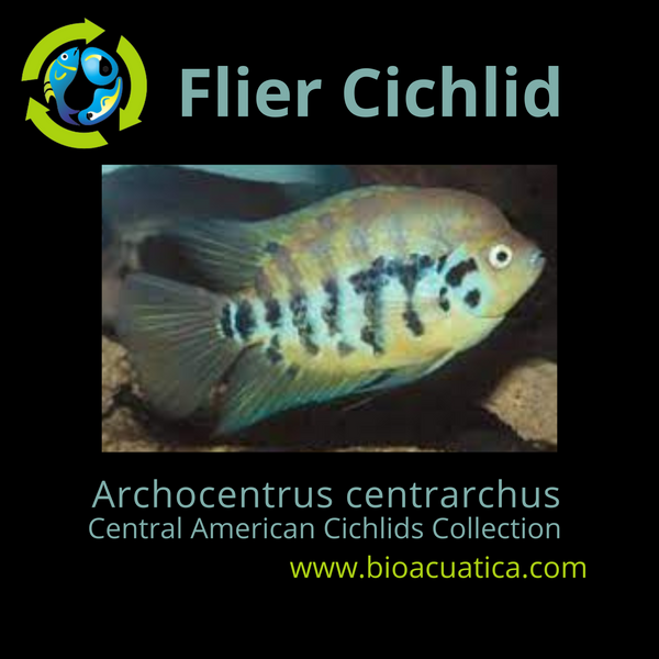THE FLIER CICHLID 2.5 TO 3 INCHES UNSEXED ( Archocentrus centrarchus )