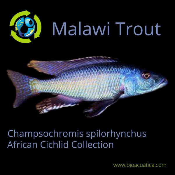 MALAWI TROUT 3.5 INCHES UNSEXED (Champsochromis spilorhynchus)