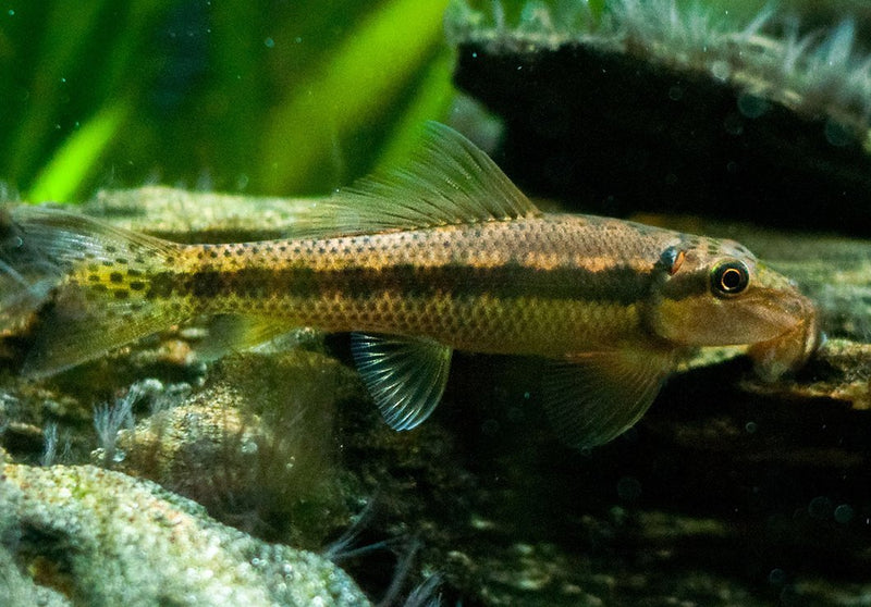 3 CHINESE ALGAE EATER 1.5" (Gyrinocheilos aymonieri)