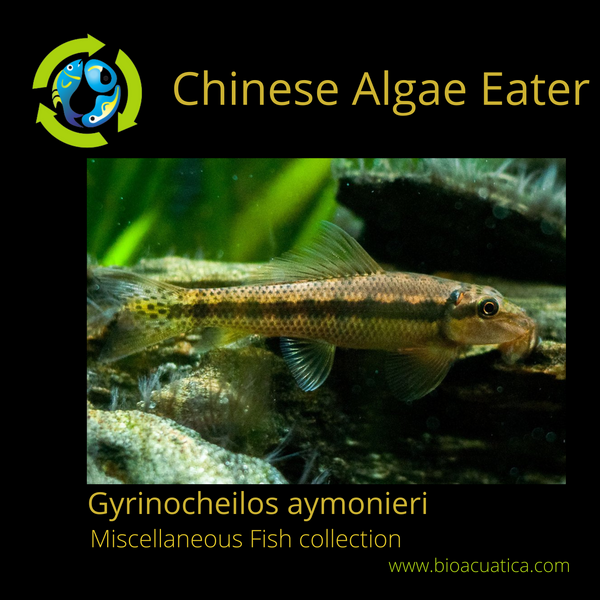3 CHINESE ALGAE EATER 1.5" (Gyrinocheilos aymonieri)
