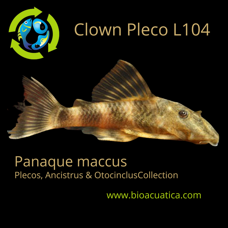 BEAUTIFUL CLOWN PLECO 1.75 TO 2 INCHES L104 ( Panaque maccus)