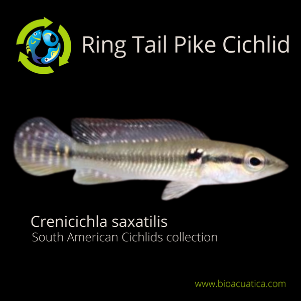 GREAT RING TAIL PIKE CICHLID 2"  (Crenicichla Saxatilis)