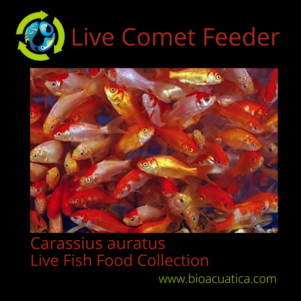 10 LIVE COMET COMMON GOLDFISH FEEDER SMALL FREE SHIPPING (Carassius auratus)