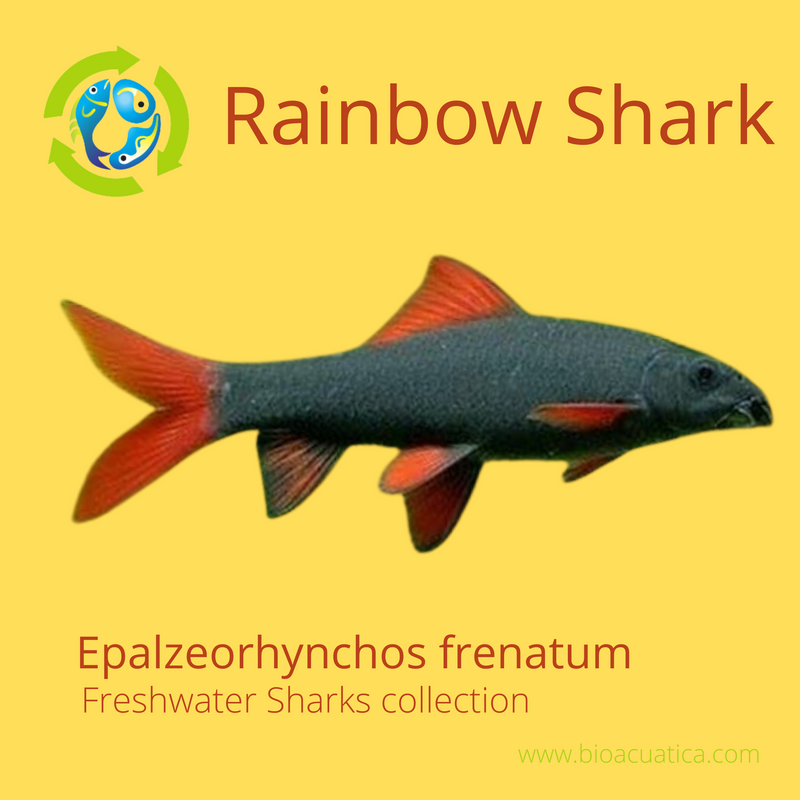 AMAZING RAINBOWSHARK 2.75 to 3" (Epalzeorhynchos frenatum)