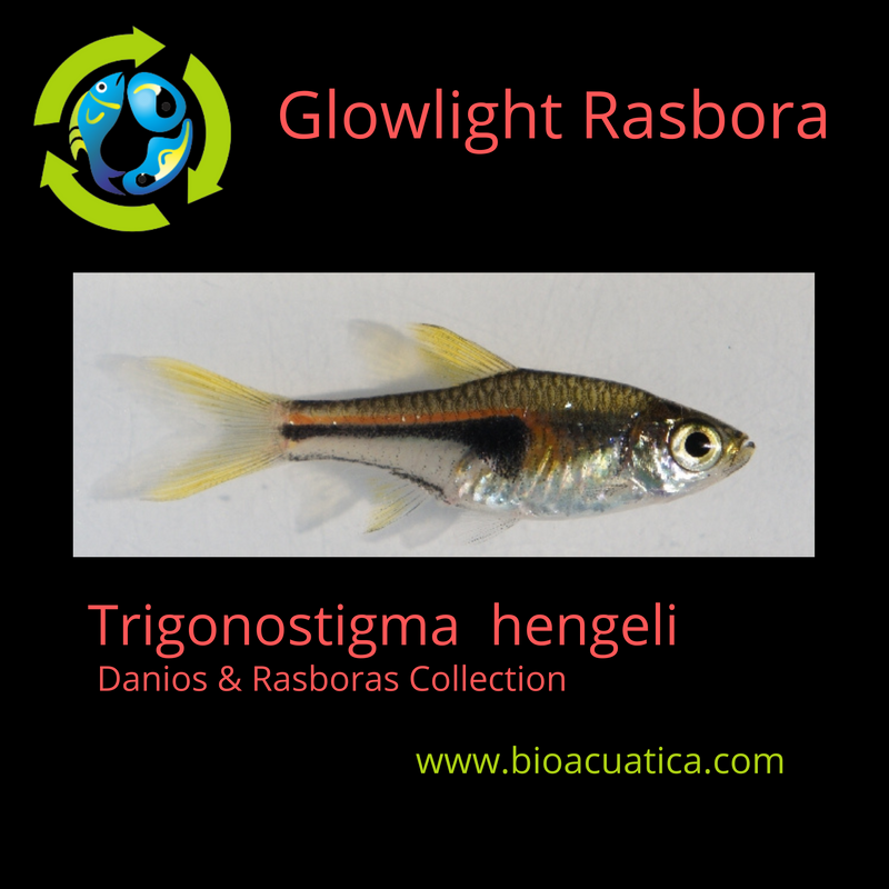 5 CUTE GLOWLIGHT RASBORA (Trigonostigma hengeli)