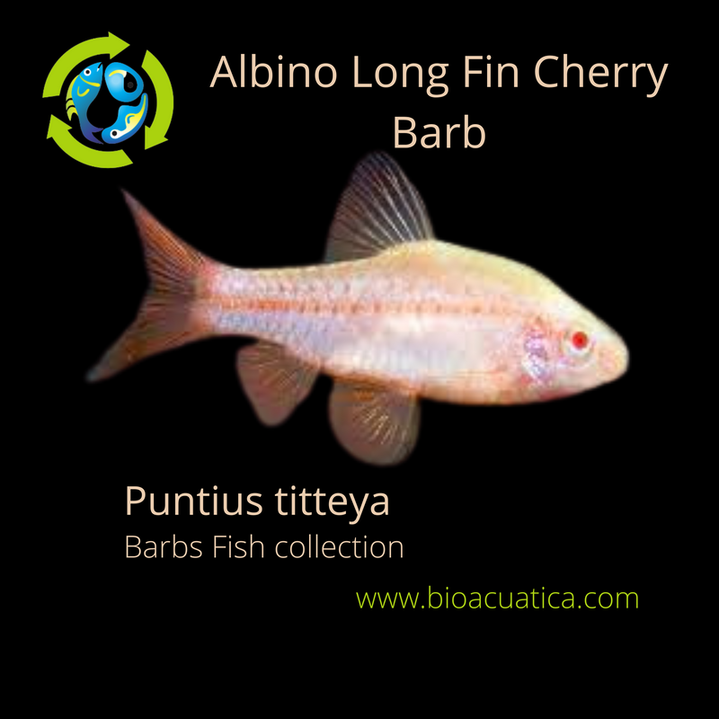 3 BEAUTIFUL ALBINO LONG FIN CHERRY BARB UNSEXED (Puntius titteya)