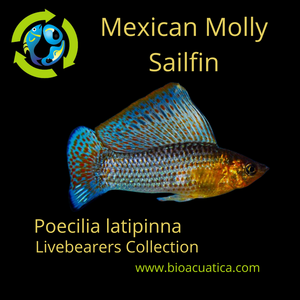 3 OUTSTANDING MEXICAN MOLLY SAILFIN UNSEXED (Poecilia latipinna)