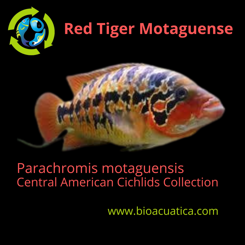 THE GREAT RED TIGER MOTAGUENSE 1" UNSEXED (Parachromis motaguensis)
