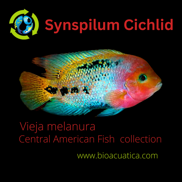 SYNSPILUM CICHLID 3" UNSEXED (Vieja melanura)