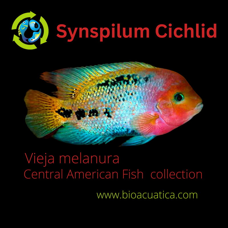 7 Central American Cichlid Types - Different Varieties of