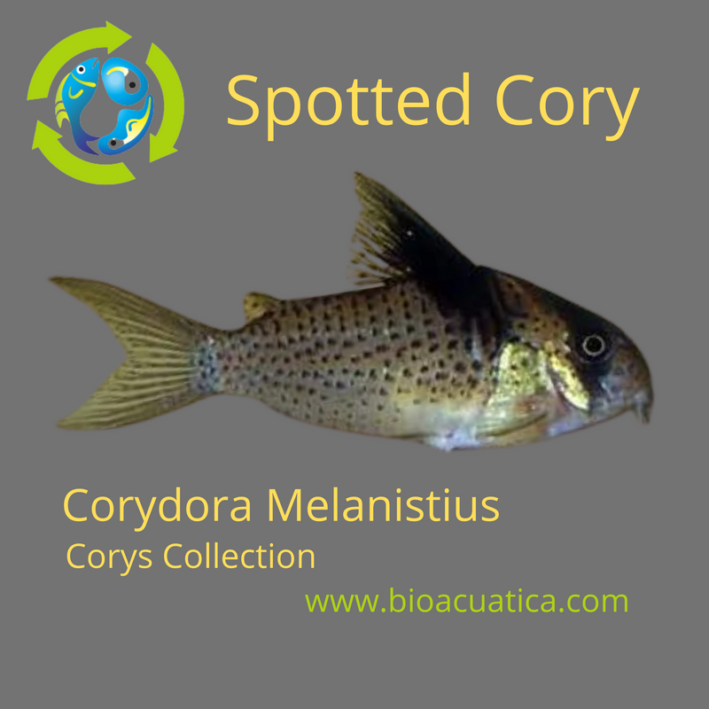 3 SPOTTED CORY XL 1.5" TO 2"  (Corydoras Melanistius)