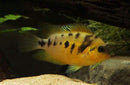 AWESOME GOLD CONVICT Amatitlania nanolutea 1.5" CENTRAL AMERICAN CICHLID