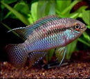 BEAUTIFUL DWARF FLAG CICHLID (Laetacara curviceps) 1.5"