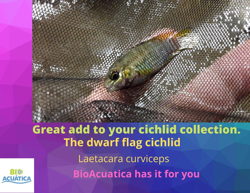 BEAUTIFUL DWARF FLAG CICHLID (Laetacara curviceps) 1.5"