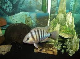 GREAT CUTTER CICHLID 1 to 1.5" (Cryptoheros cutteri) "Blue Eye Cichlid"