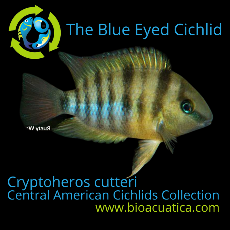 GREAT BLUE EYED CICHLID 2.5 to 3" (Cryptoheros cutteri)