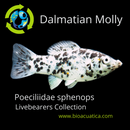 5 BEAUTIFUL DALMATIAN MOLLY (Poeciliidae sphenops)