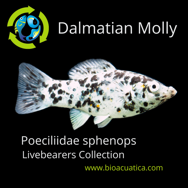 5 BEAUTIFUL DALMATIAN MOLLY (Poeciliidae sphenops)