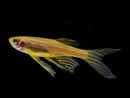 6 SUPER GOLD LONG FIN DANIO (Danio rerio)