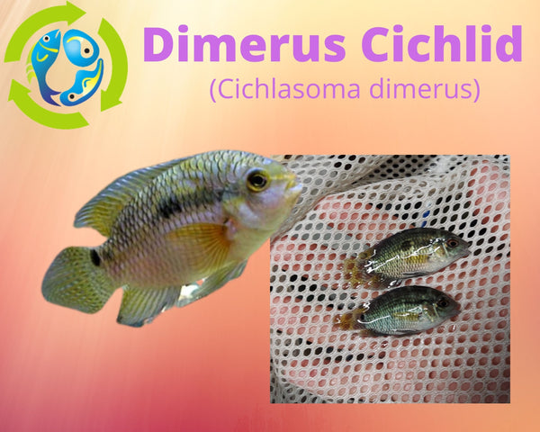 Dimerus Cichlid (Cichlasoma dimerus) 1.5"