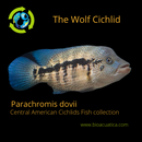 THE WOLF CICHLID BLUE DOVII (Parachromis dovii) 6 to 7 inches
