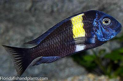 TROPHEUS DUBOISI (WHITE SPOTTED CICHLID) 1 INCH