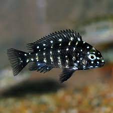TROPHEUS DUBOISI (WHITE SPOTTED CICHLID) 1 INCH