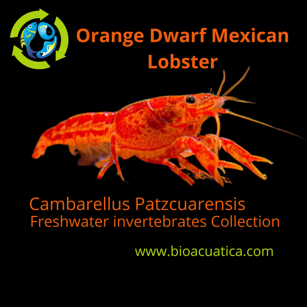 ORANGE DWARF MEXICAN LOBSTER ( Cambarellus Patzcuarensis )
