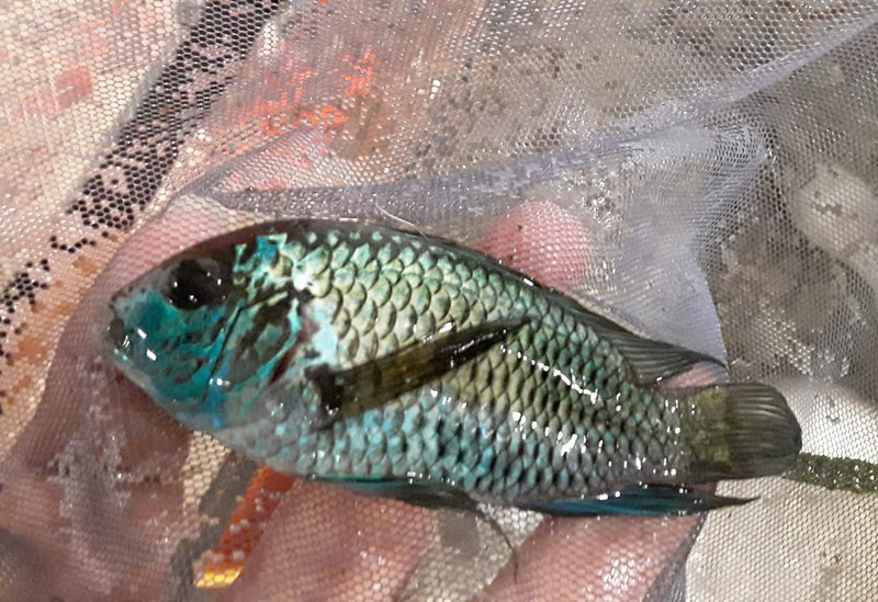 AMAZING ELECTRIC BLUE ACARA CICHLID +4" UNSEXED