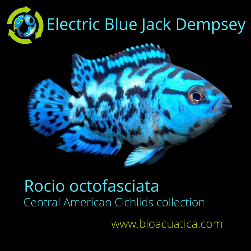 OUTSTANDING ELECTRIC BLUE JACK DEMPSEY 1 TO 1.5 INCH (Rocio octofasciata)