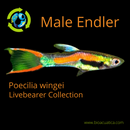 COLORFUL 5 MALES ENDLERS ASSORTED (Poecilia wingei)